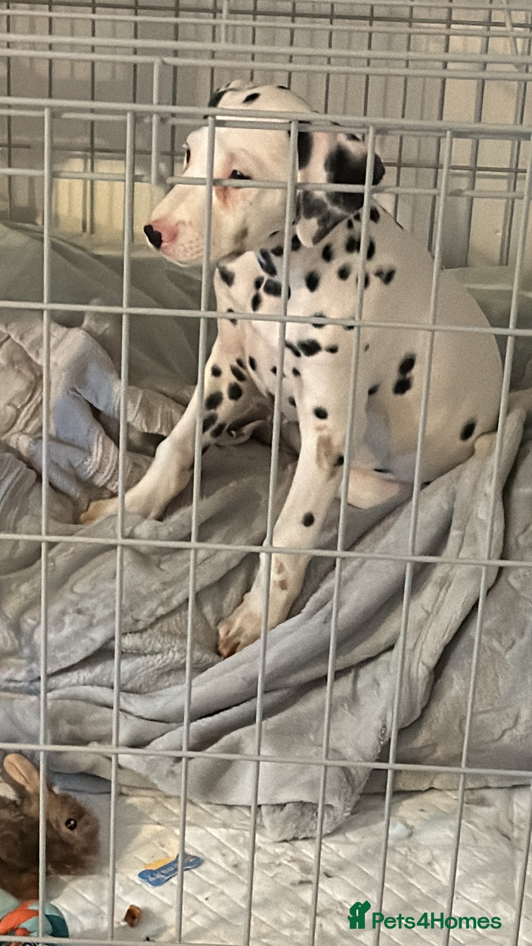 Dalmatian dogs for sale: Dalamatian puppy for sale  - Image 6