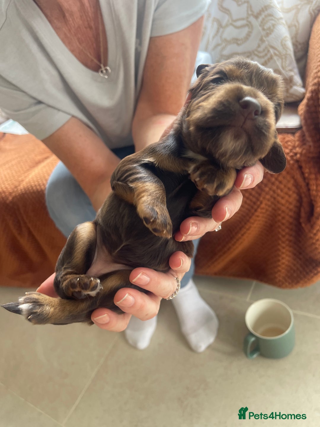 Cocker Spaniel dogs for sale:  KC Registered Working Cocker Spaniel Puppies - Image 29