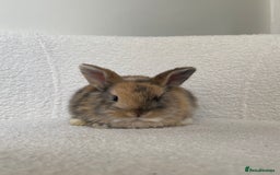 Mini Lop rabbits for sale: Mini lop cross Netherland dwarf  - Image 7