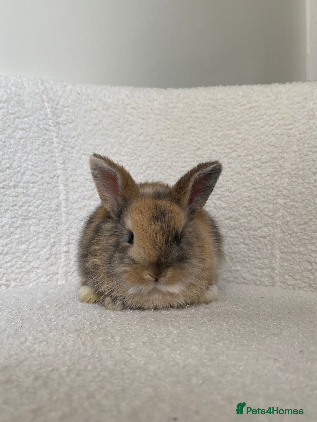 Mini Lop rabbits for sale: Mini lop cross Netherland dwarf  - Image 7