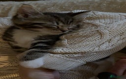 Mixed Breed cats for sale: The Fab Four - Advert 33