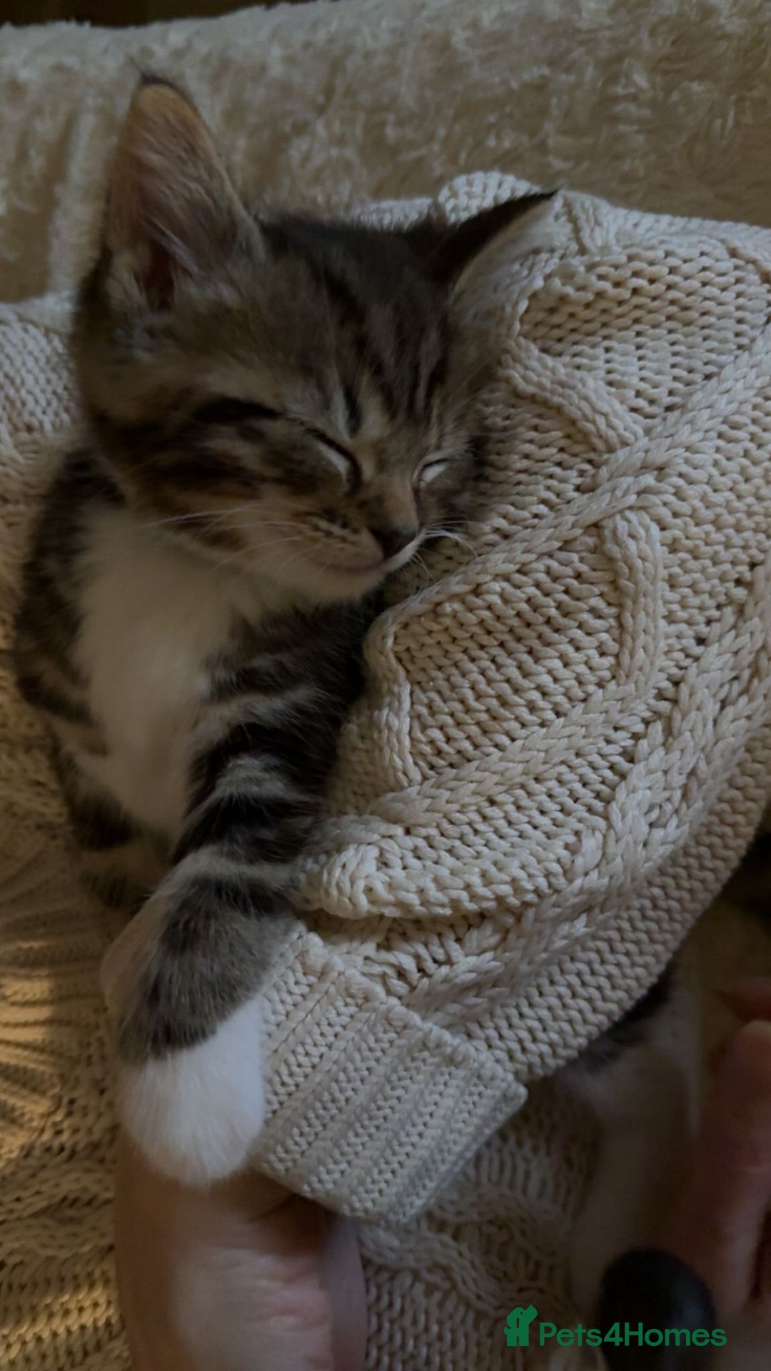 Mixed Breed cats for sale: The Fab Four - Advert 33