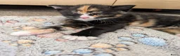 Mixed Breed cats for sale: Baby girl - Advert 4