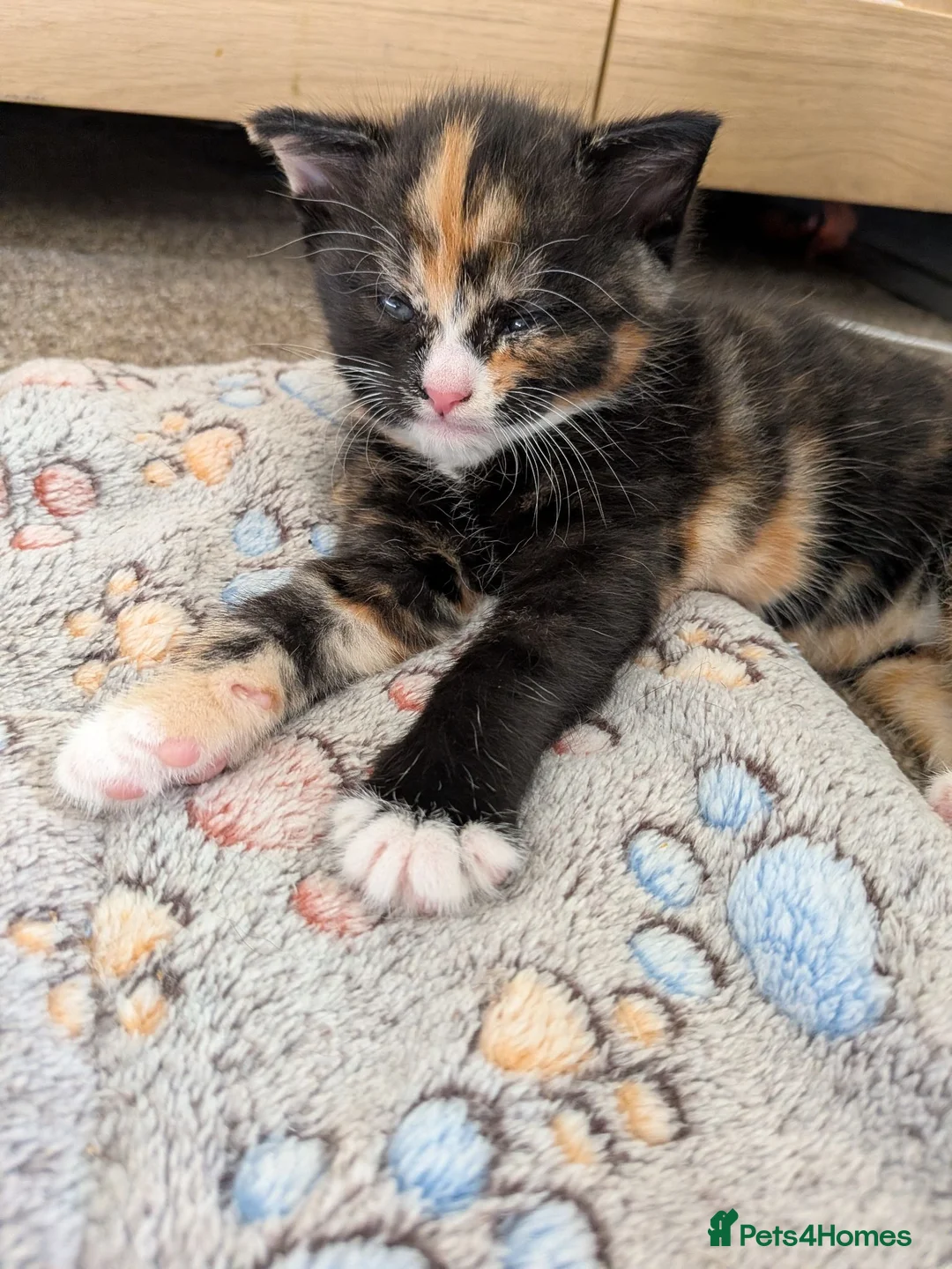 Mixed Breed cats for sale: Baby girl - Advert 4