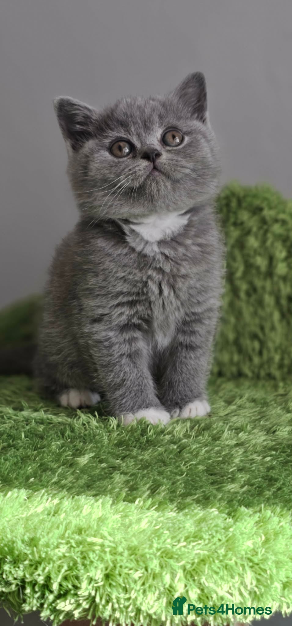 British Shorthair cats LAST BOY BSH Champion Bloodline GCCF - Advert 2