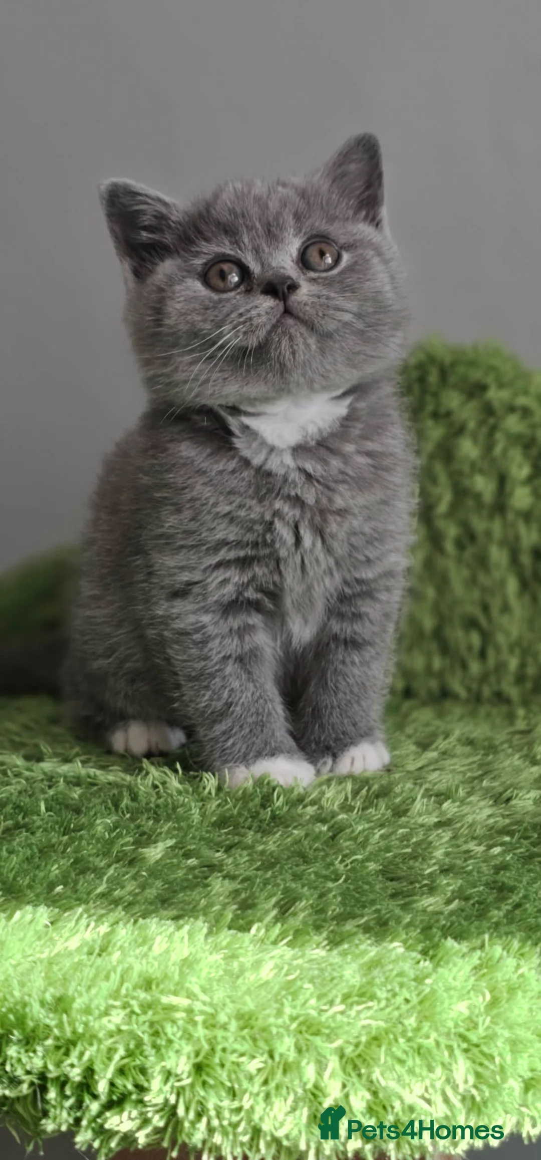 British Shorthair cats for sale: LAST BOY BSH Champion Bloodline GCCF - Advert 2