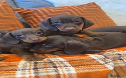 Dachshund dogs for sale: Dachounds for sale  - Image 9