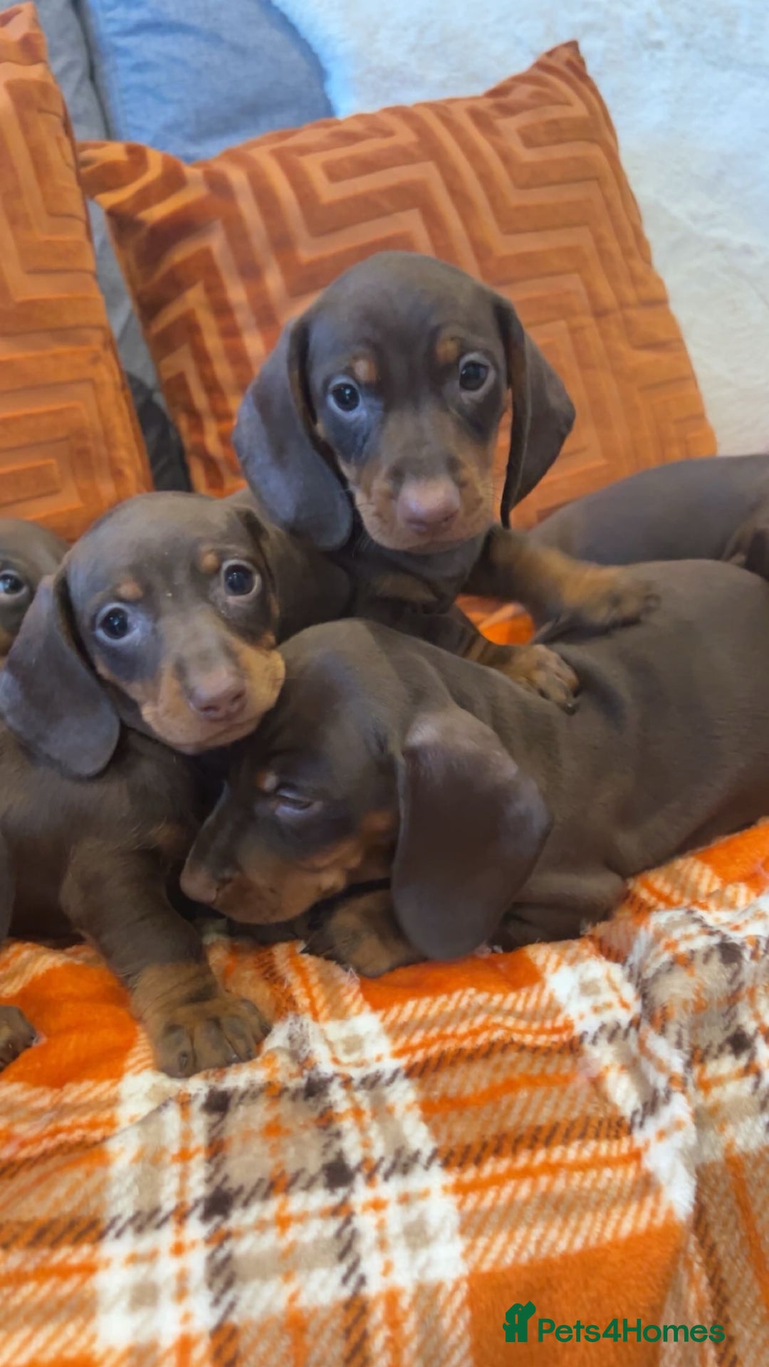 Dachshund dogs for sale: Dachounds for sale  - Image 9