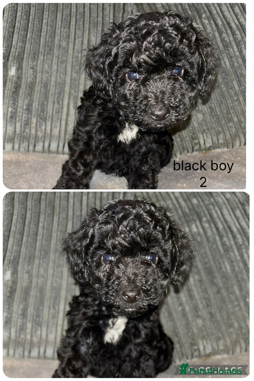 Mixed Breed dogs for sale: READY HALLOWEEN Stunning ShihpooXSproodle puppies - Image 8