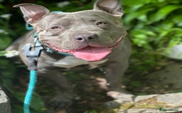 Mixed Breed dogs for sale: Beautiful Staffie cross  - Image 4