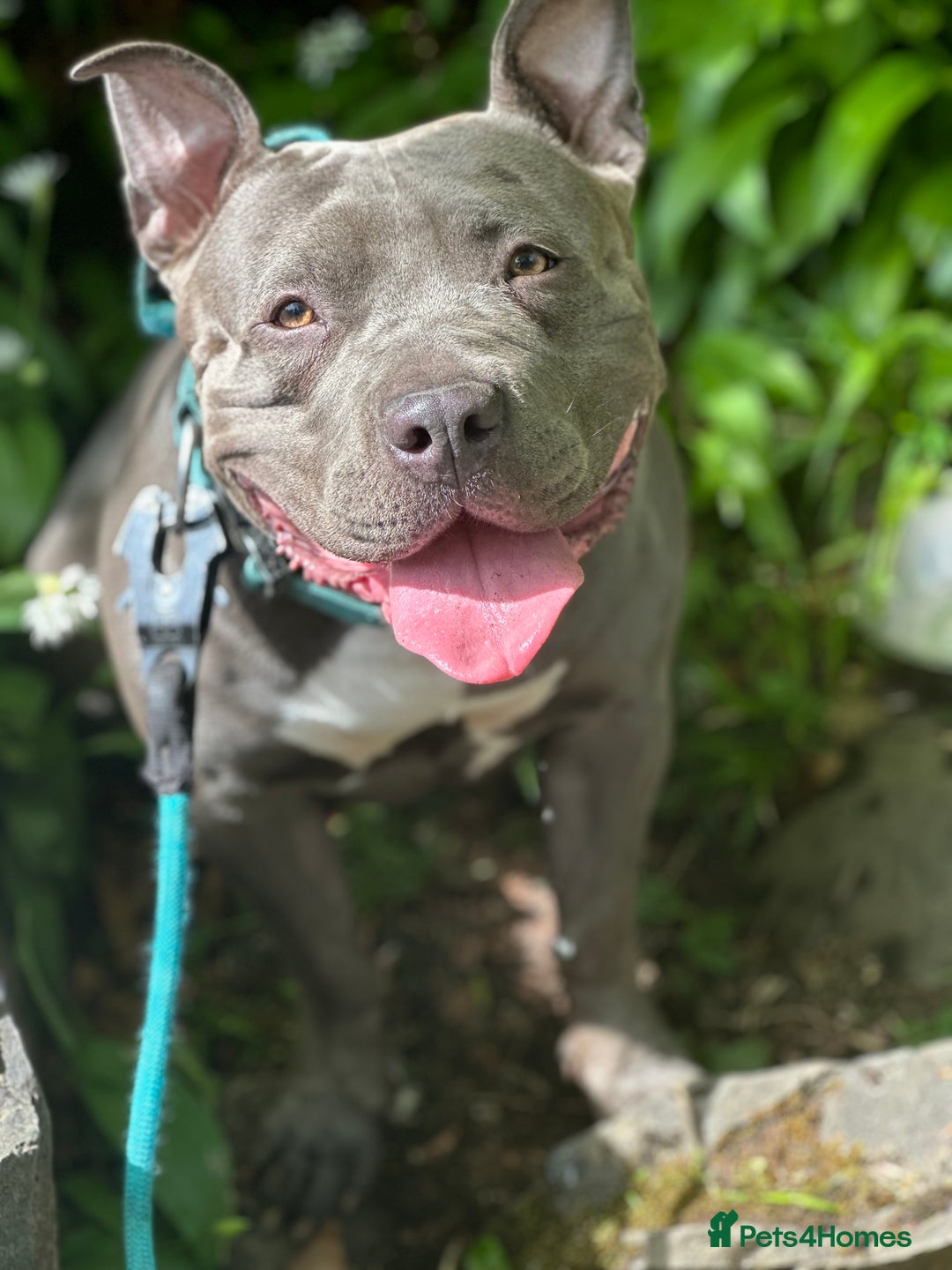 Mixed Breed dogs for sale: Beautiful Staffie cross  - Image 4