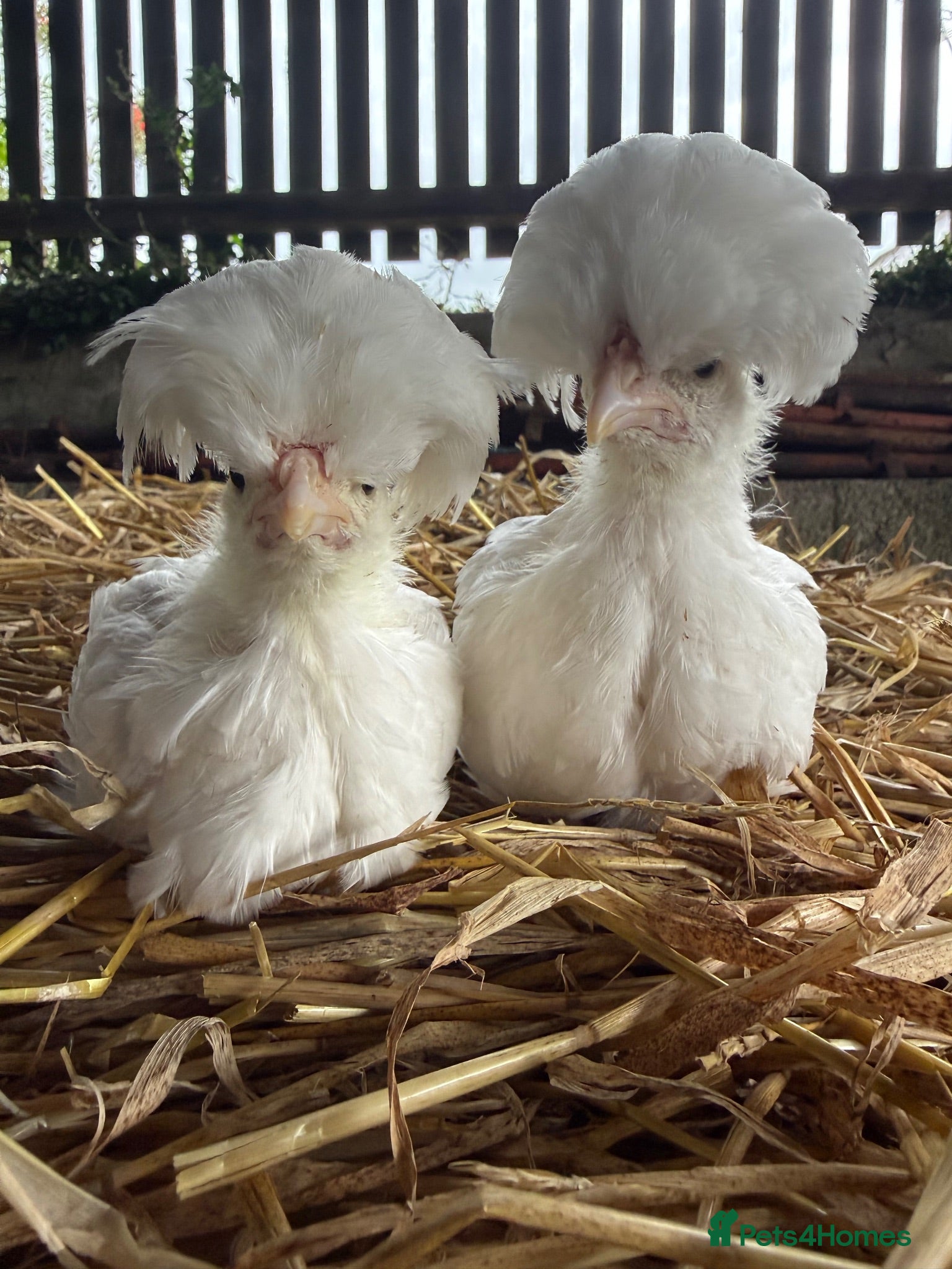 Chickens poultry Polish grower and USA silkie chicks  - Advert 8