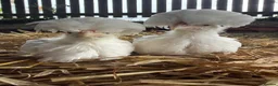 Chickens poultry for sale: Polish grower and USA silkie chicks  in Coleraine - Advert 1