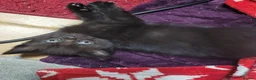 Domestic Shorthair cats for sale: Ready to Fly the Nest  - Advert 24
