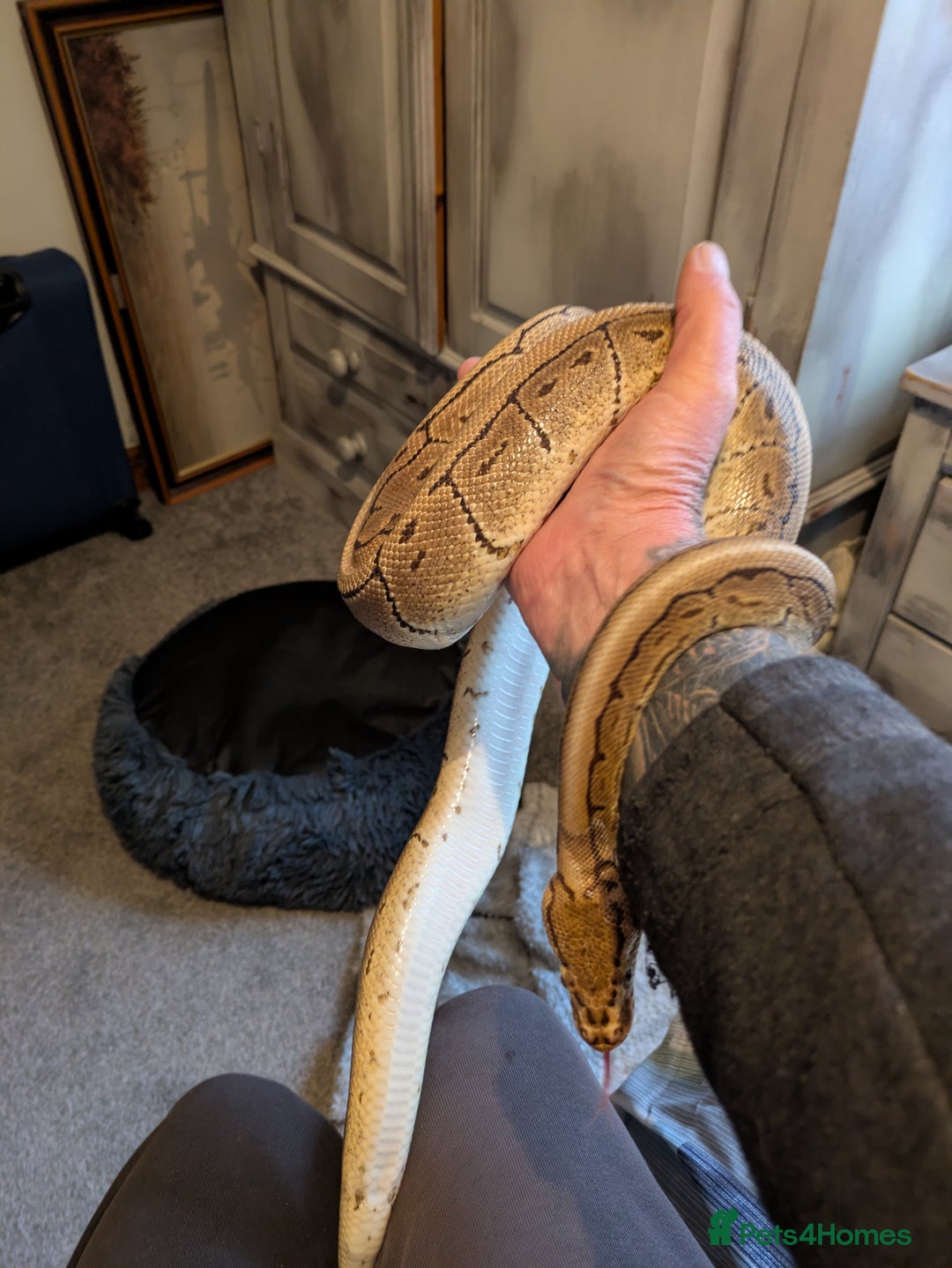 Python Snake reptiles for sale: Ball python  - Advert 3