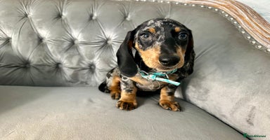 Miniature Dachshund dogs - Advert 16