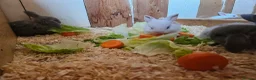 Mini Lop rabbits for sale: 🐰 Mini Lop Rabbits for Sale 🐰 - Advert 3