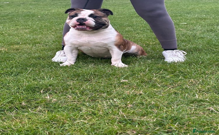 Olde English Bulldogge dogs - Advert 1