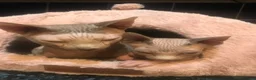 Sphynx cats for sale: Beautiful sphynx kittens looking for loving home🧿 - Advert 11