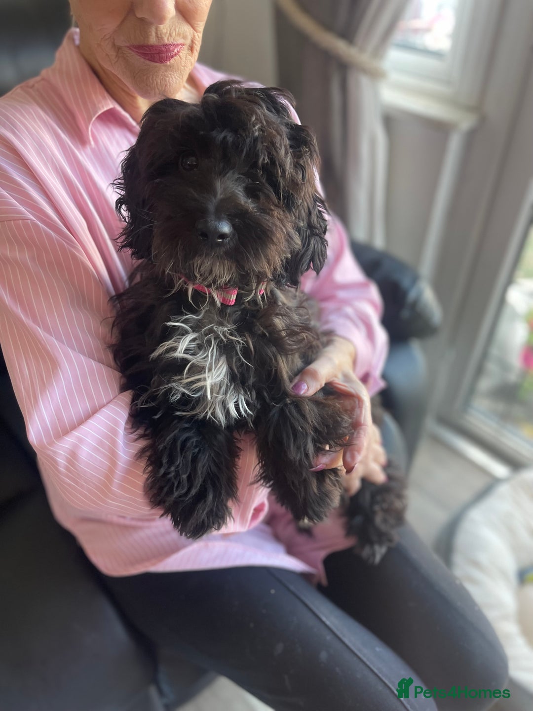 Cockapoo dogs for sale: Black and white female cockapoo five months old  - Image 1
