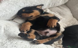Rottweiler dogs for sale: Rottweiler puppies  - Advert 13