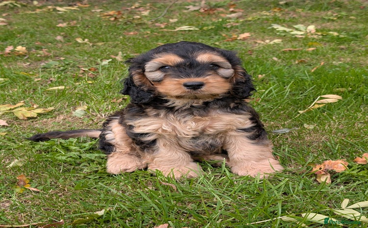 Cockapoo dogs - Advert 16