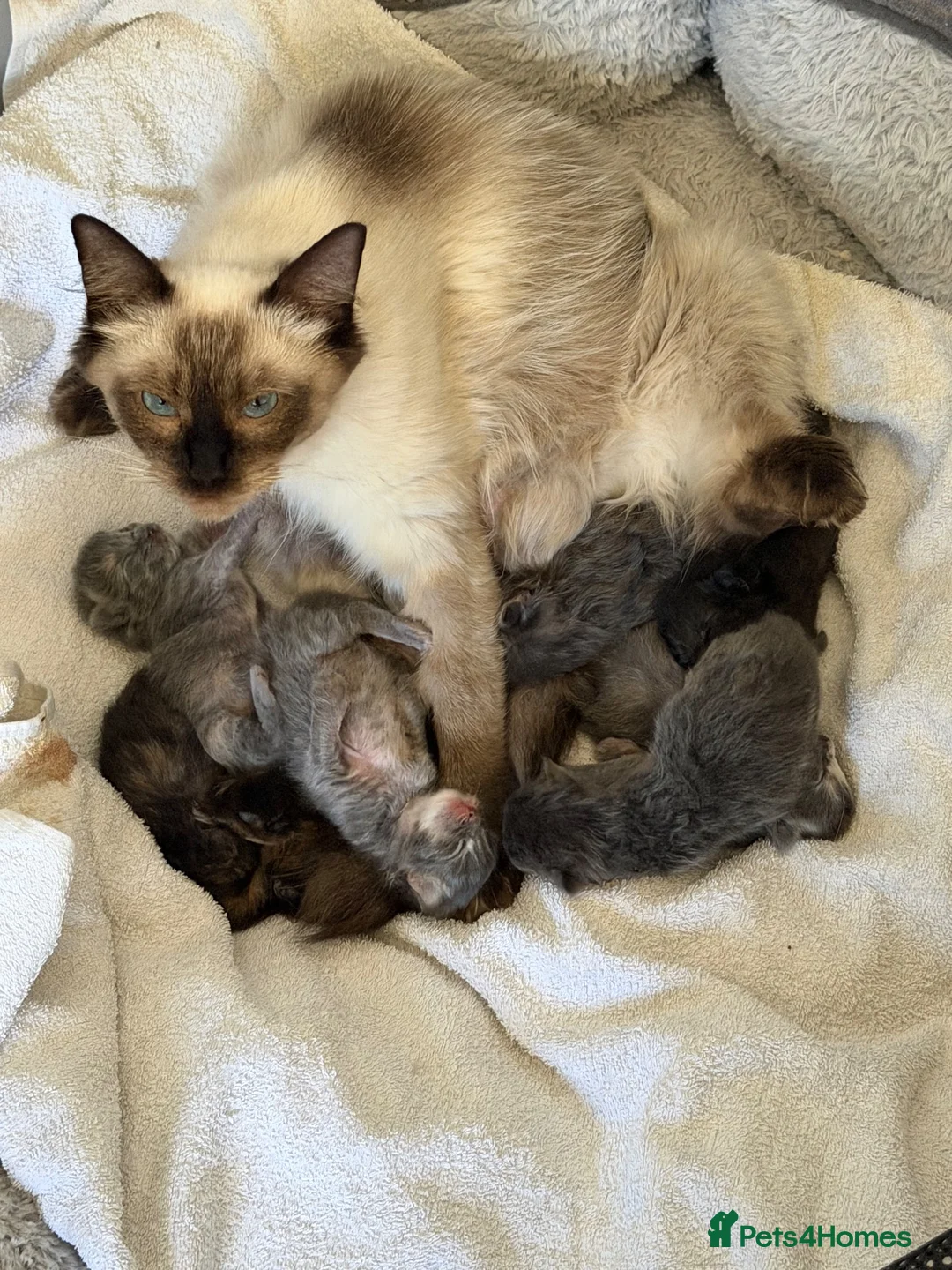 Ragcoon cats for sale: Ragdoll × Maine Coon Kittens rare colours - Advert 2