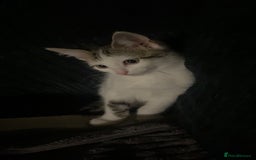 Domestic Shorthair cats for sale: Snowflake  - Image 3