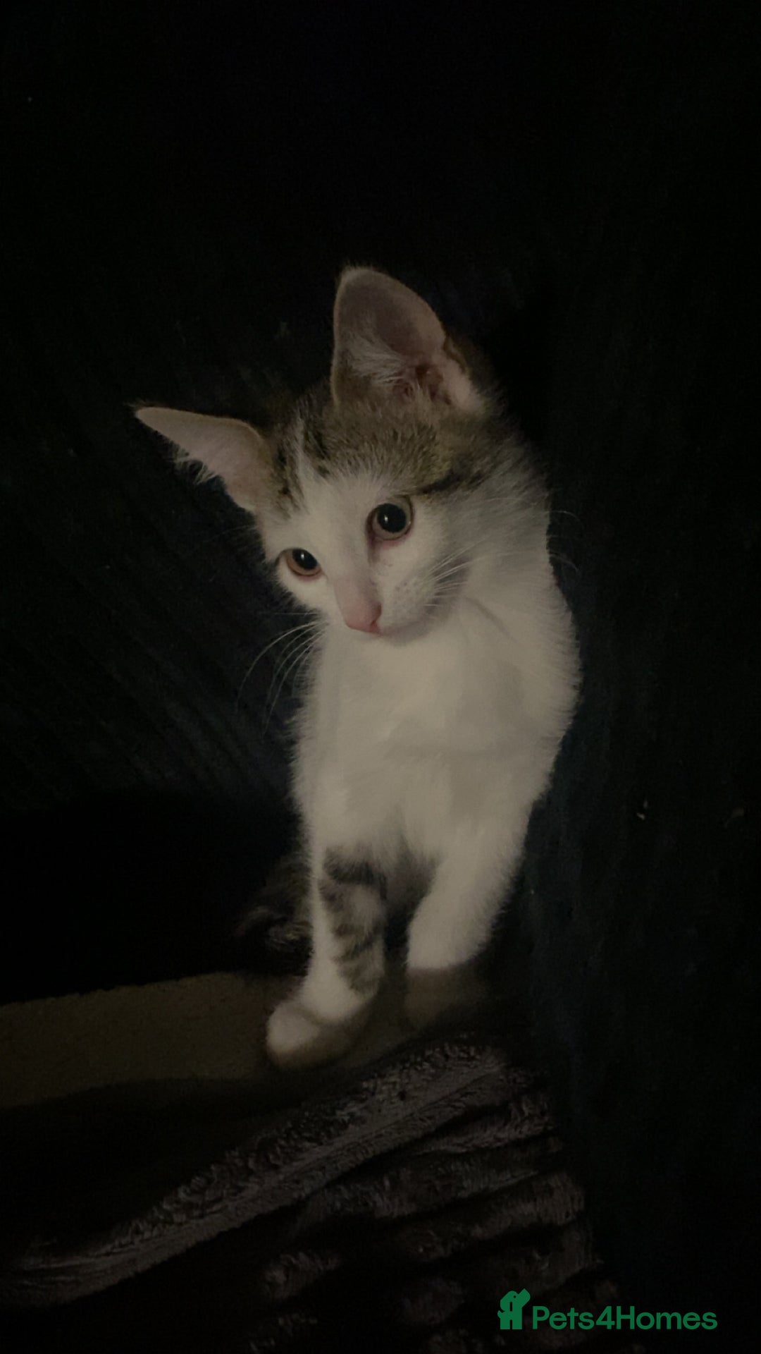 Domestic Shorthair cats for sale: Snowflake  - Image 3