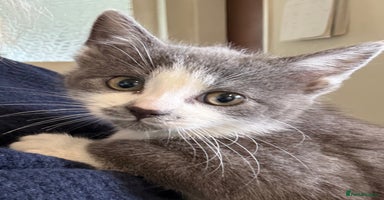 Mixed Breed cats - Advert 8