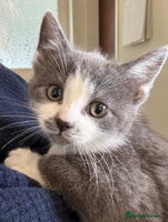 Mixed Breed cats - Advert 11