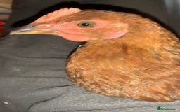 Chickens poultry for sale: 28-32week-ish unknown breed of cockerel - Image 7