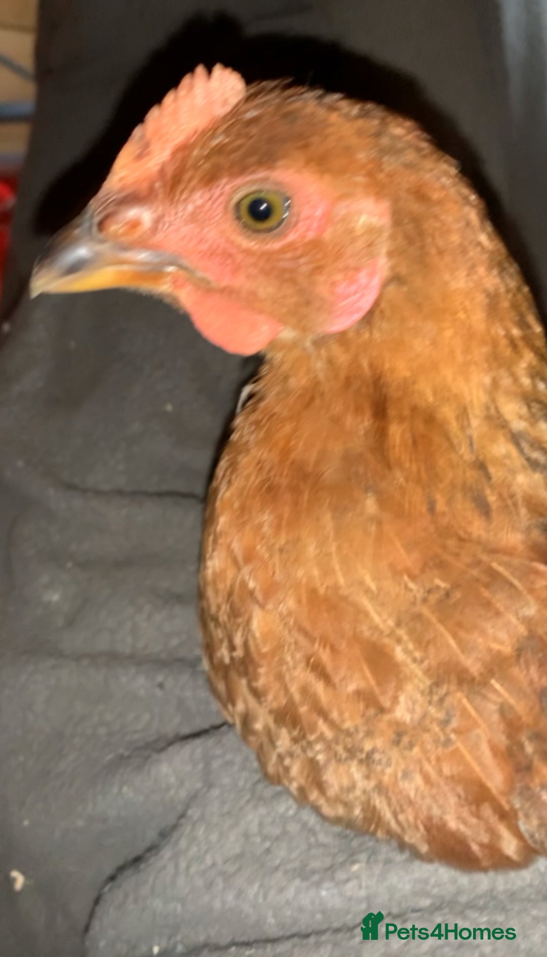 Chickens poultry for sale: 28-32week-ish unknown breed of cockerel - Image 7