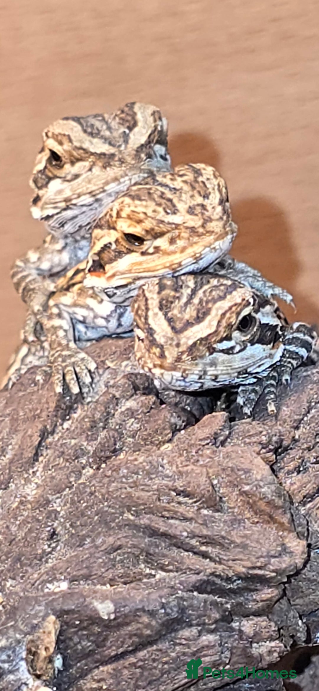Bearded Dragon reptiles for sale: Baby bearded dragons with tint red 2 for £100 - Image 4