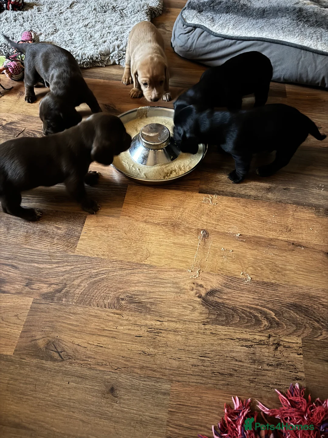 Mixed Breed dogs for sale: Ready fully vaccinated FEMALE Docker puppy - Advert 35