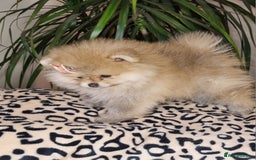 Pomeranian dogs for sale: CHAMPION BLOODLINE 3 female 1 male - Image 31