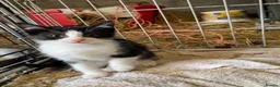 Mixed Breed cats for sale: Kitten for sale  in Kilmarnock - Advert 1