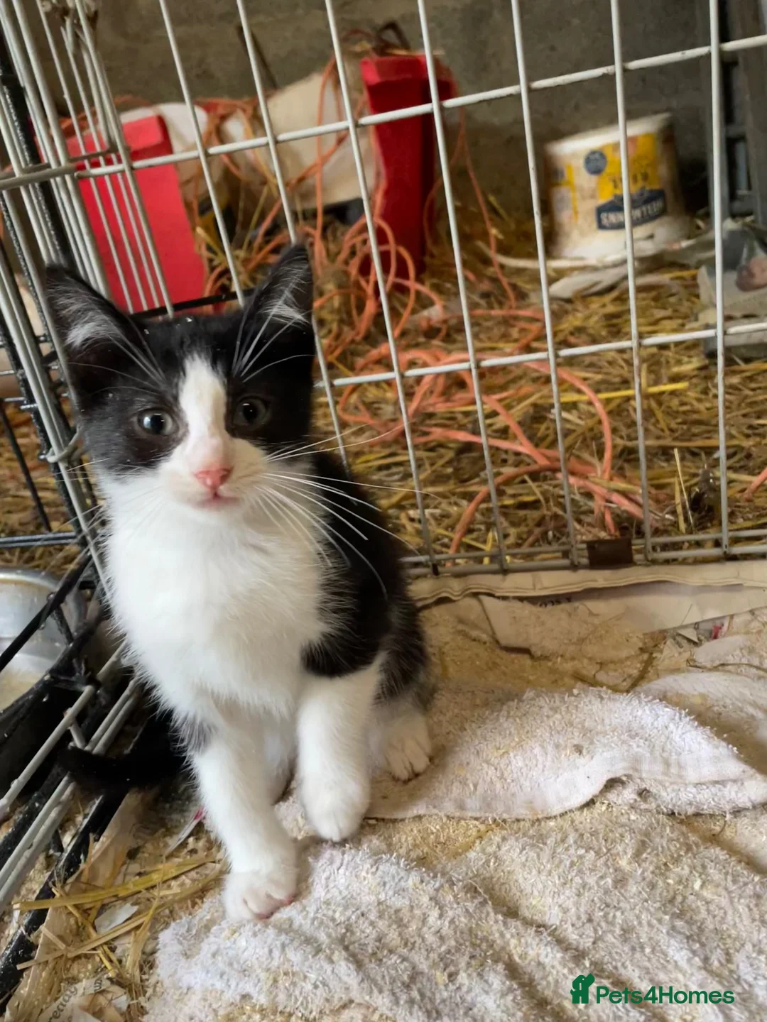 Mixed Breed cats for sale: Kitten for sale  in Kilmarnock - Advert 1