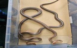 Boa Snake reptiles for sale: Columbian rainbow boa and king snakes - Image 8