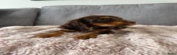 Cocker Spaniel dogs for sale: BEAUTIFUL CHOC AND TAN COCKER PUPS READY NOW!  - Advert 8