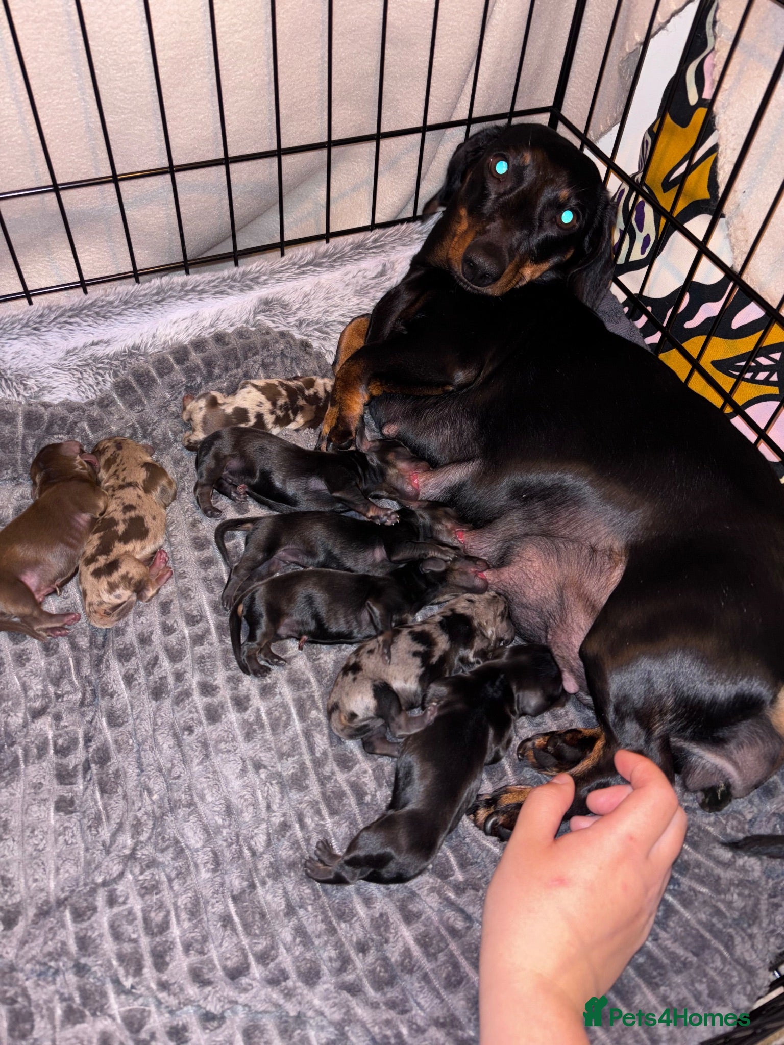 Miniature Dachshund dogs 4 Miniature Dashund Boys READY NOW - Advert 15
