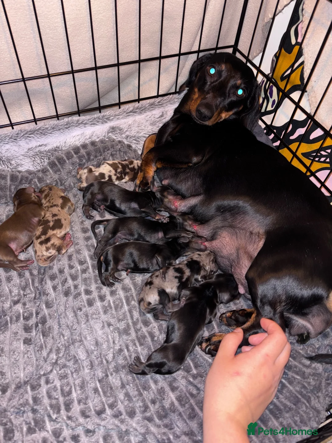 Miniature Dachshund dogs for sale: 4 Miniature Dashund Boys READY NOW in Blackburn - Advert 1