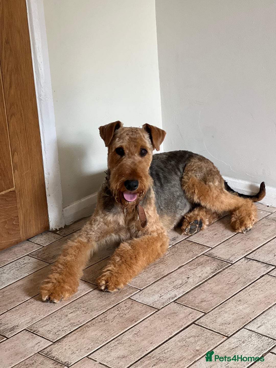 Airedale Terrier dogs for sale: Just 2 KC Registered Airedale Boys Available  in Kettering - Image 24