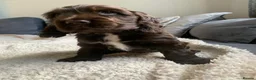 Cocker Spaniel dogs for sale: kc registered chocolate show type cockers - Advert 11
