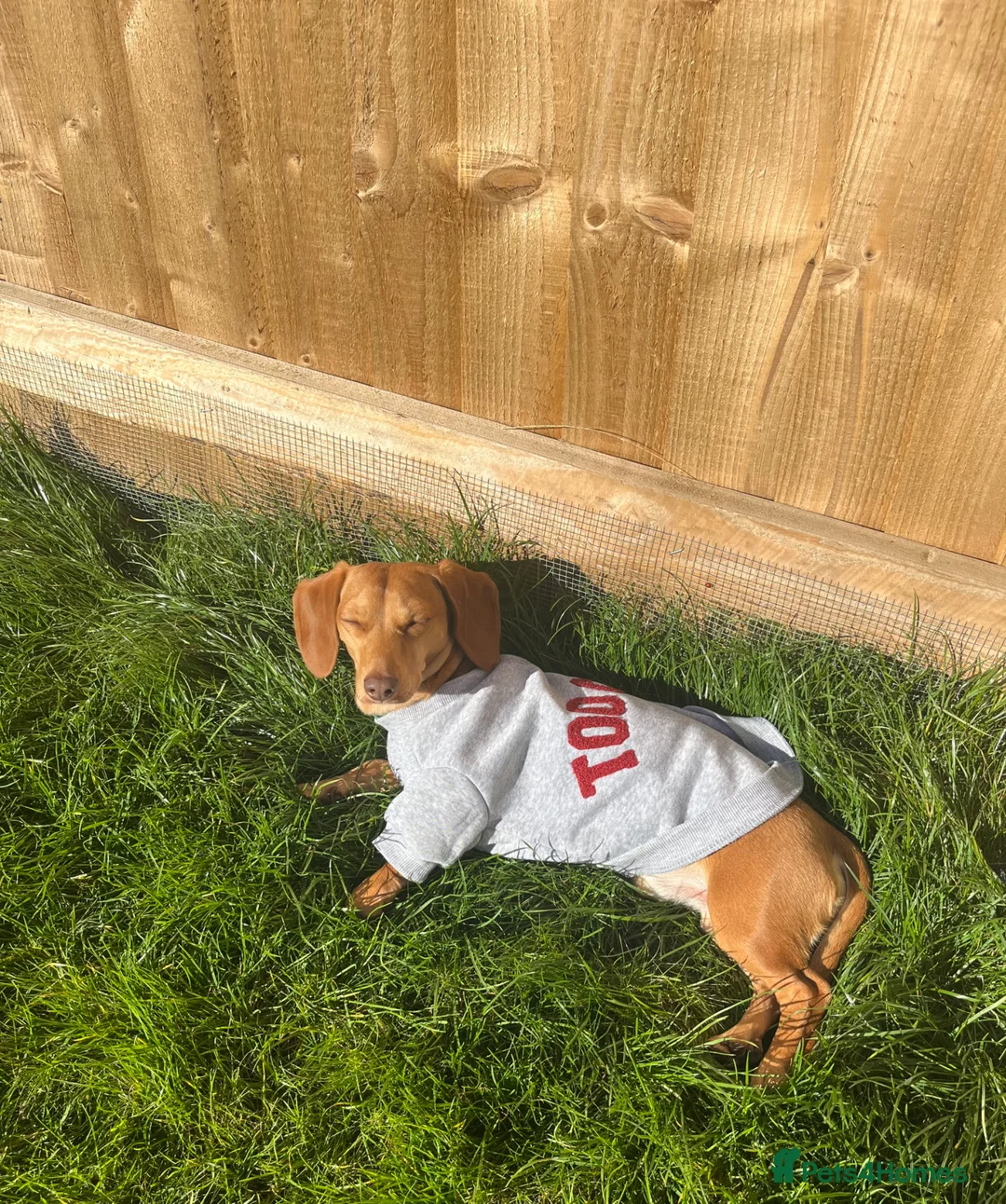 Dachshund dogs for sale: 18 month old Dachshund  in Scarborough - Advert 2