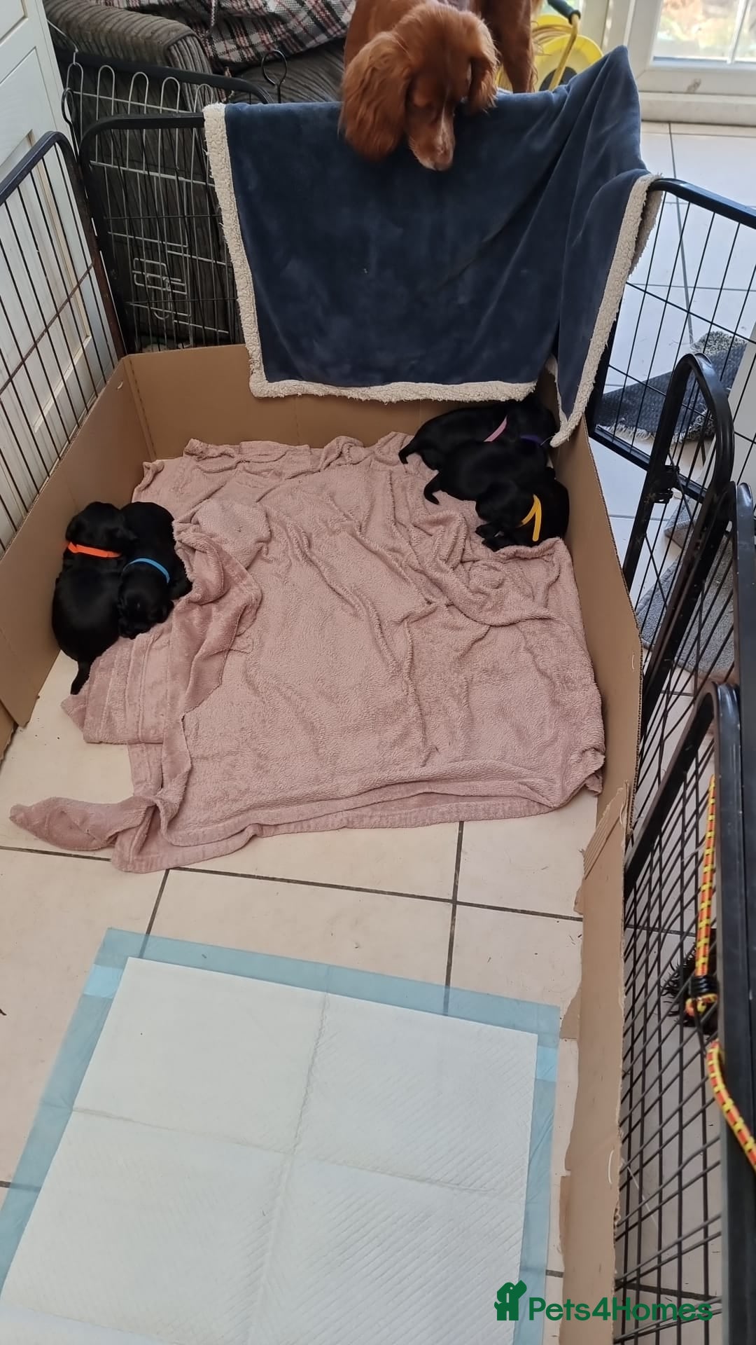 Cocker Spaniel dogs for sale: Working cocker Spaniel puppies KC registered  - Image 19