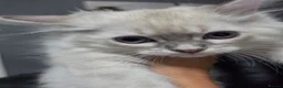 Persian cats for sale: Persain chinchilla blue eyes colourpoint kittens   - Advert 5