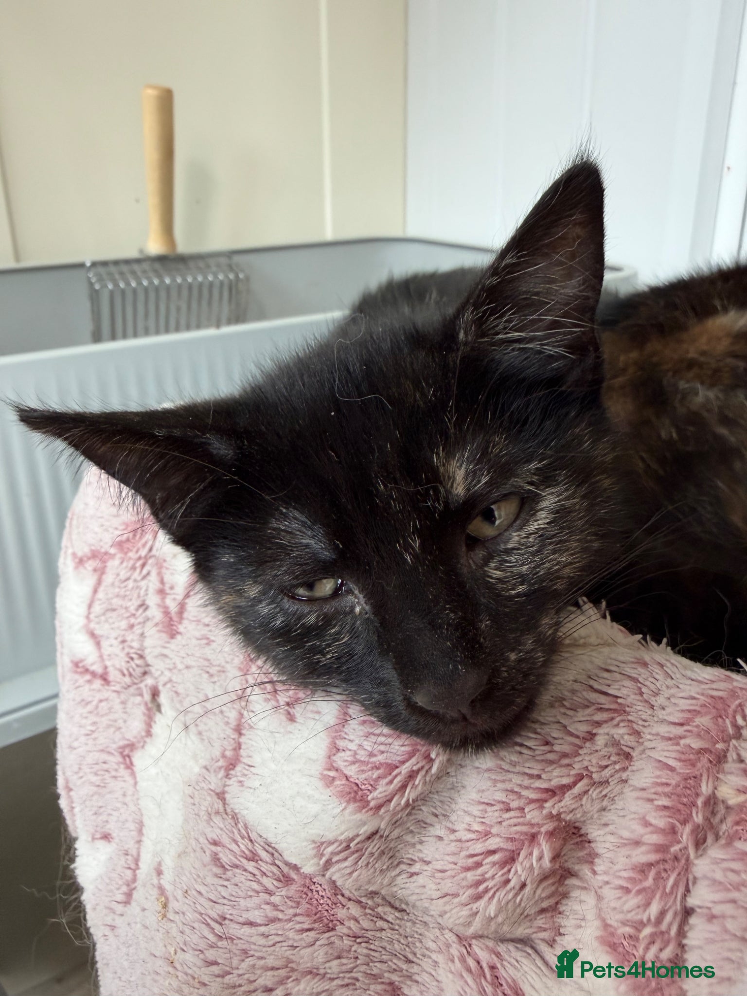 Mixed Breed cats for sale: Tortie Female Kittens - Advert 17