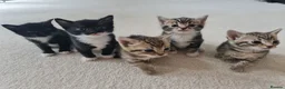 Mixed Breed cats for sale: 5 Heart-Melting Baby Kittens Ready for Love! - Advert 16