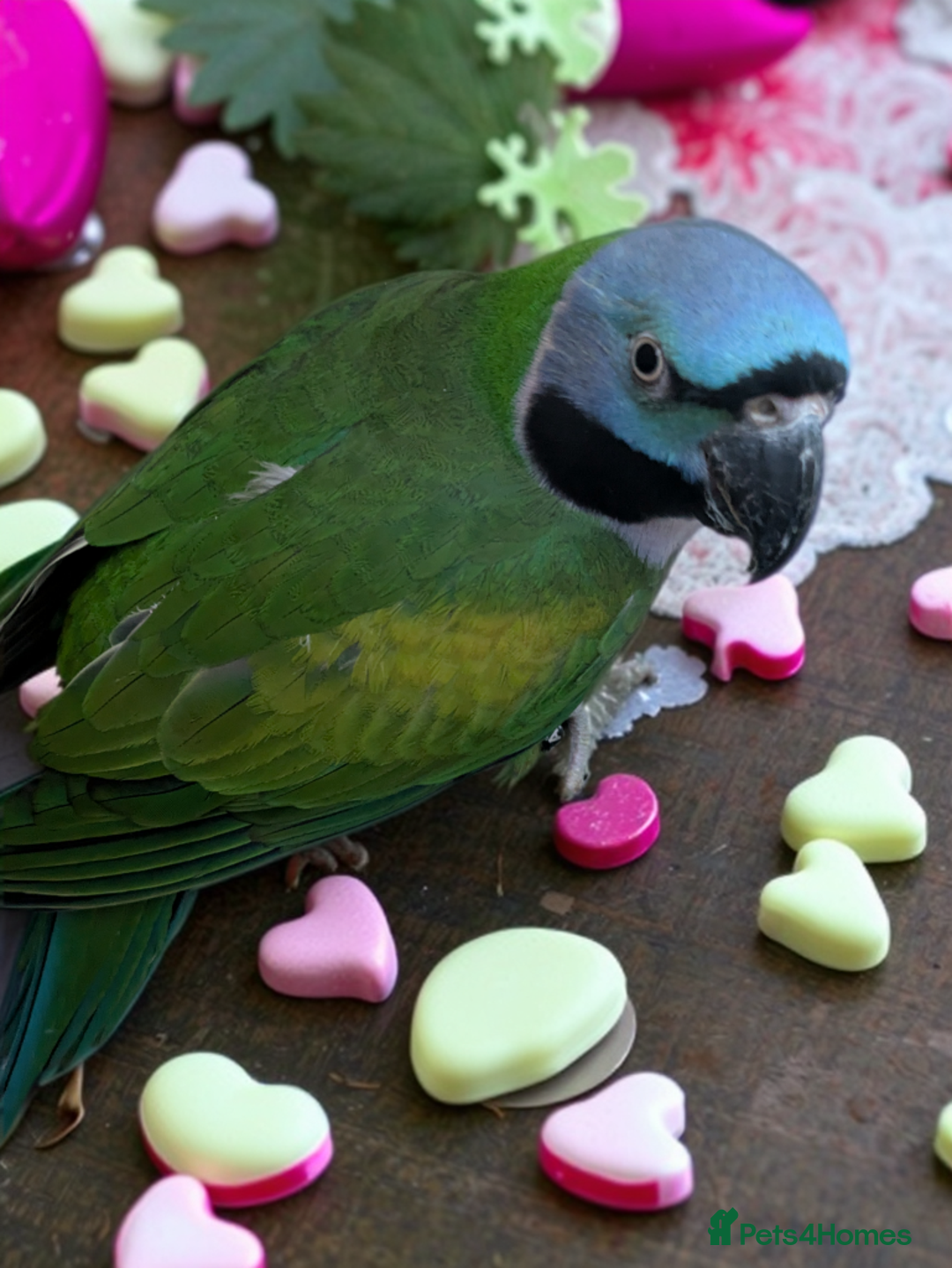 Parakeets birds for sale: Chinese Parakeet Derbyan Parakeet friendly - Advert 9